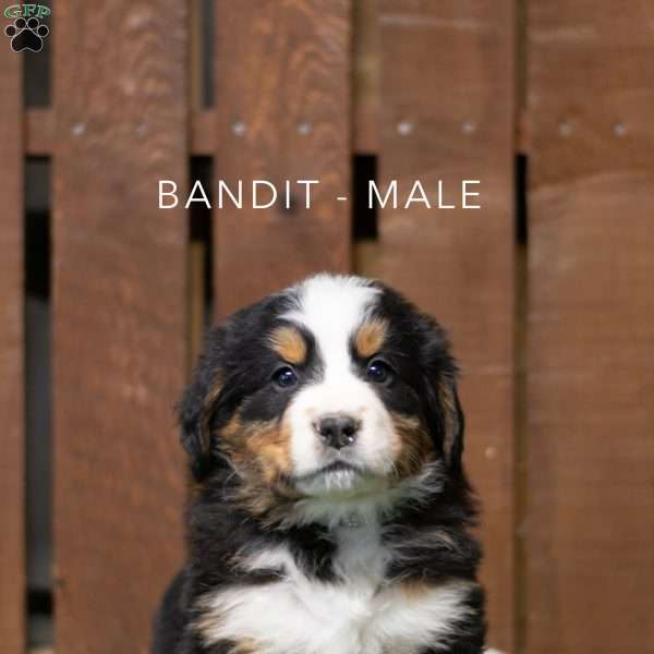 Bandit, Bernese Mountain Dog Puppy